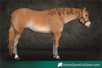 Horse Color:Chestnut and Chestnut