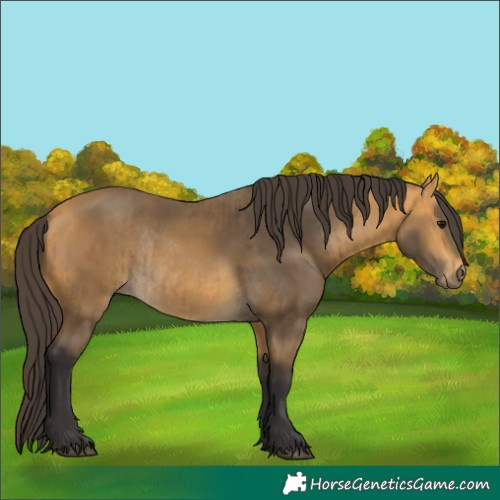 Horse Color:Buckskin  and Buckskin Rabicano 