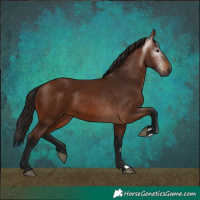 Horse Color:Gray Bay 