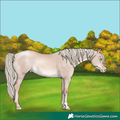 Horse Color:Gold Champagne Dun Mushroom Rabicano