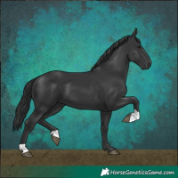 Horse Color:Black 