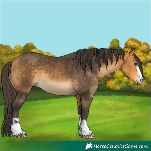 Horse Color:Buckskin