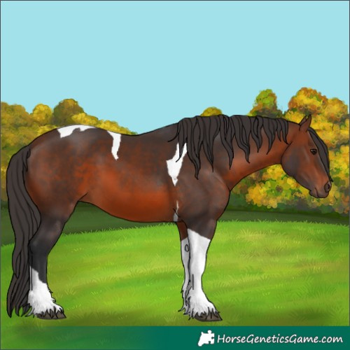 Horse Color:Brown Tobiano