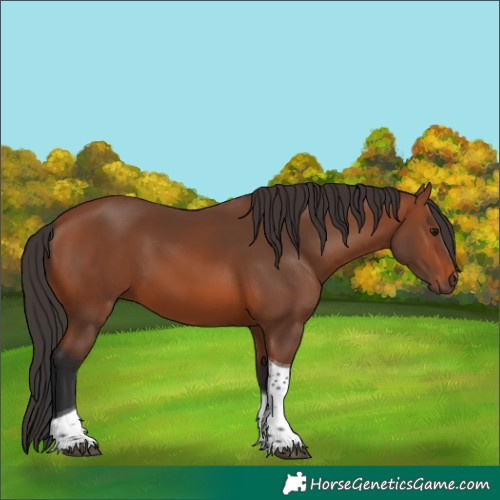 Horse Color:Bay Tobiano 