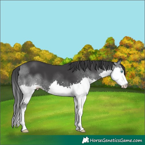 Horse Color:Black Splash