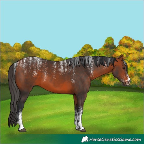 Horse Color:Powder White Bay 