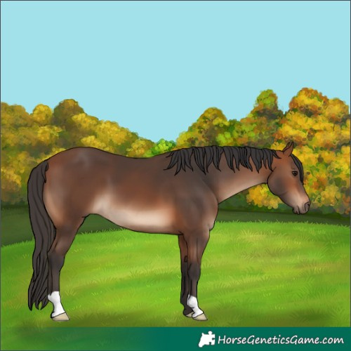 Horse Color:Bay 