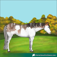 Horse Color:Powder White Bay Splash