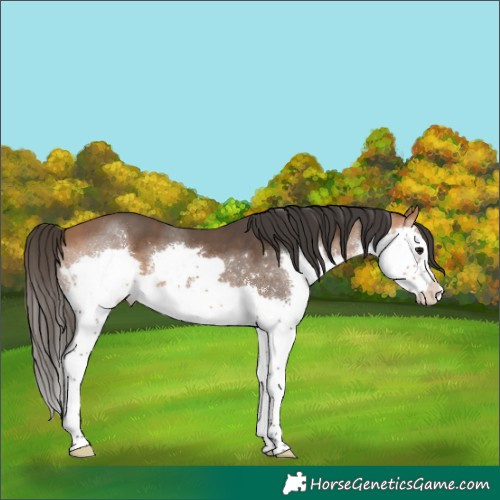 Horse Color:Bay Splash