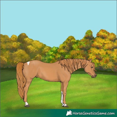 Horse Color:Chestnut Tobiano Rabicano