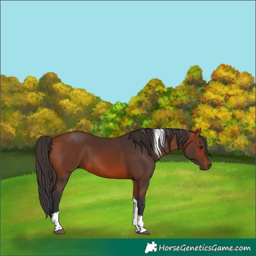 Horse Color:Bay Tobiano 