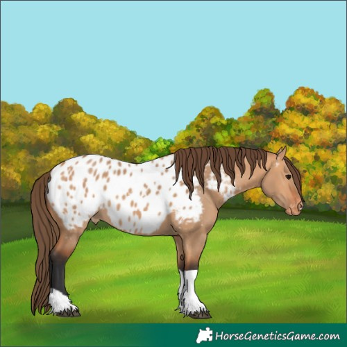Horse Color:Bay Dun Tobiano Appaloosa