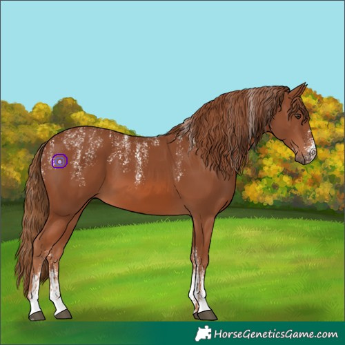 Horse Color:Powder White Chestnut