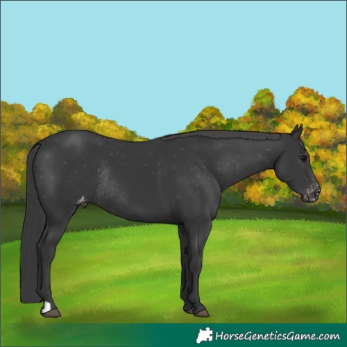 Horse Color:Black Appaloosa Rabicano 