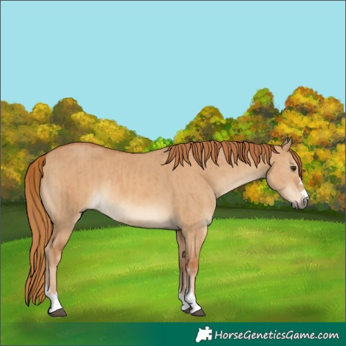 Horse Color:Red Dun  and Red Dun 