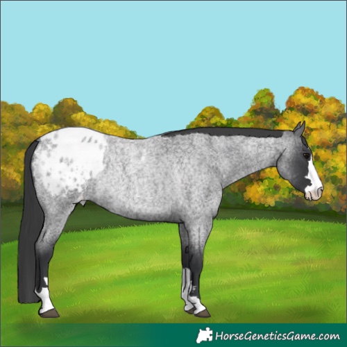Horse Color:Blue Roan Appaloosa Rabicano
