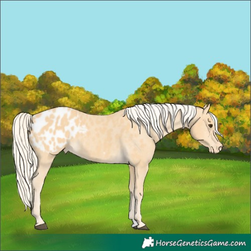 Horse Color:Palomino Appaloosa 