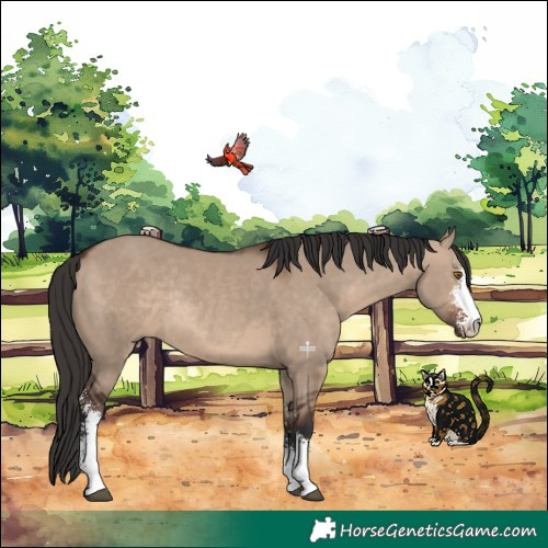 Horse Color:Brown Dun Sabino Rabicano