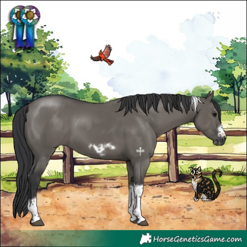 Horse Color:Grullo Tobiano Frame 