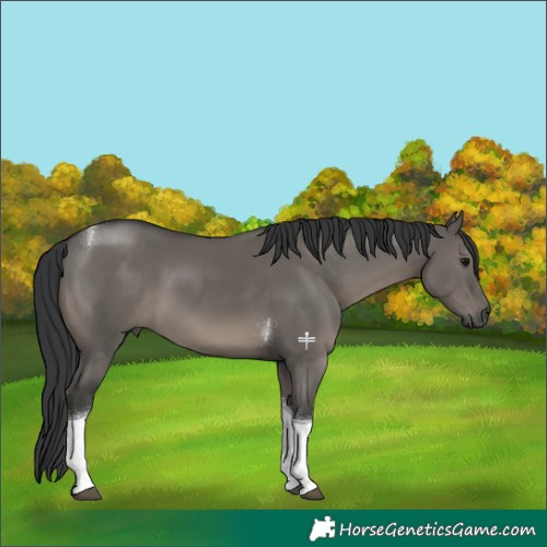 Horse Color:Grullo Tobiano 