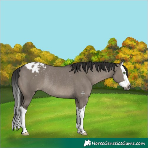 Horse Color:Gray Grullo Splash Appaloosa Rabicano