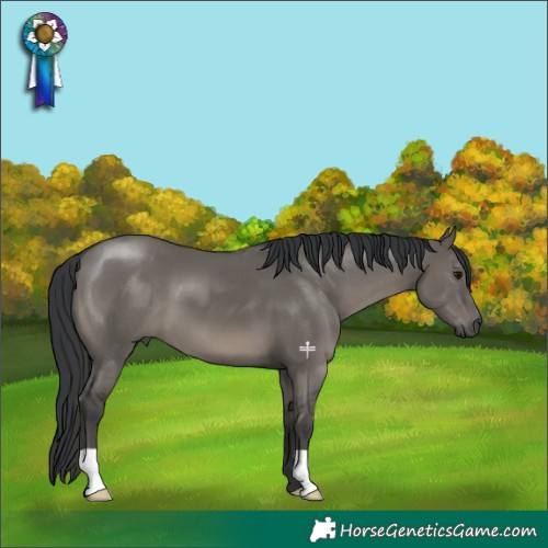Horse Color:Grullo 