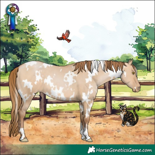 Horse Color:White Spotted Brown Pearl Dun 