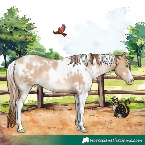 Horse Color:White Spotted Brown Pearl Dun Sabino 