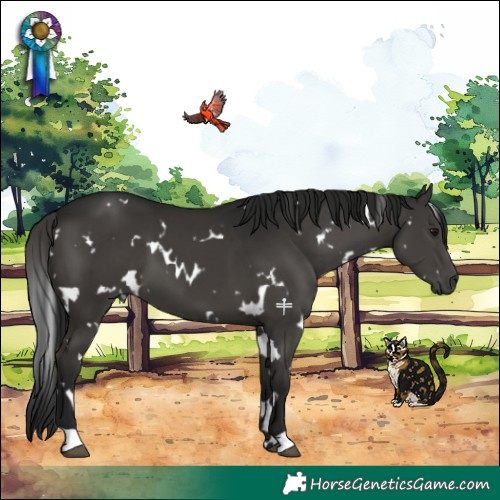 Horse Color:Gray White Spotted Black 