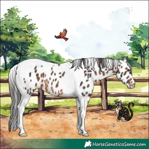 Horse Color:Brown Tobiano Appaloosa
