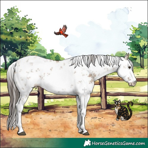 Horse Color:White Spotted Liver Red Dun Sabino 