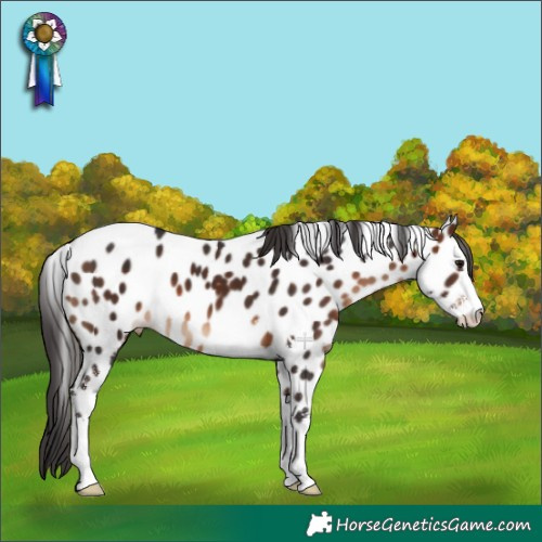 Horse Color:Brown Sabino Appaloosa