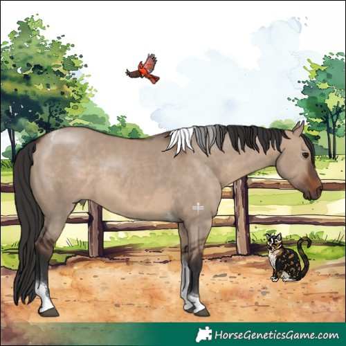 Horse Color:Brown Dun Tobiano 