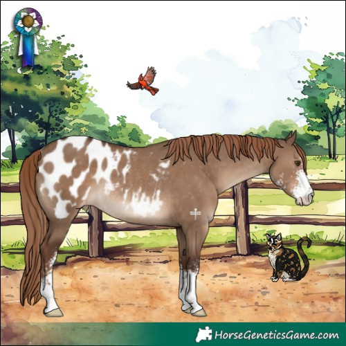 Horse Color:Liver Red Dun Sabino Appaloosa Rabicano 