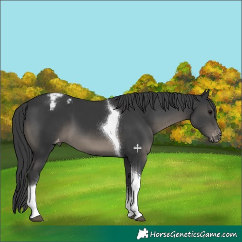 Horse Color:Black Tobiano Appaloosa 