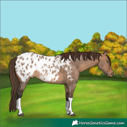 Horse Color:Brown Dun Tobiano Appaloosa