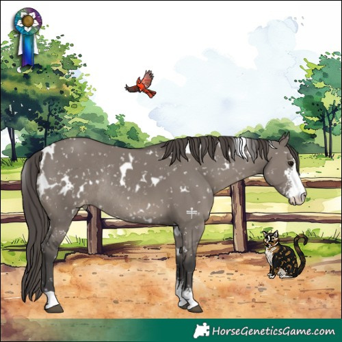 Horse Color:White Spotted Grullo Sabino Appaloosa Rabicano