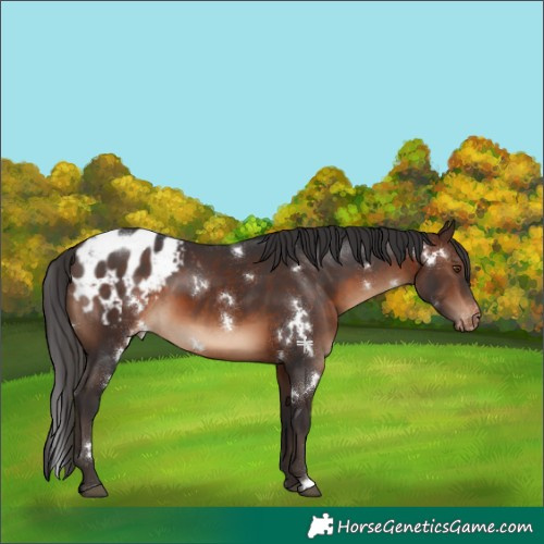 Horse Color:White Spotted Brown Appaloosa
