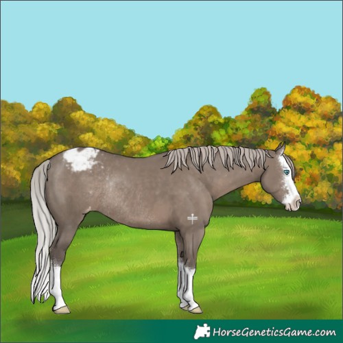 Horse Color:Silver Grullo Sabino Splash Appaloosa Rabicano 