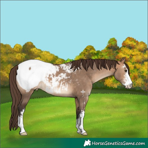 Horse Color:Bay Dun Sabino Appaloosa