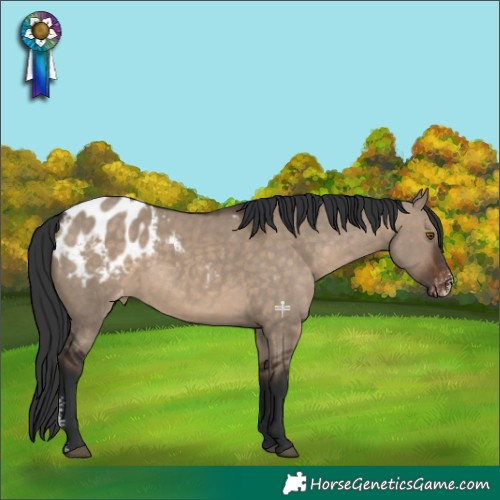Horse Color:Brown Dun Sabino Appaloosa