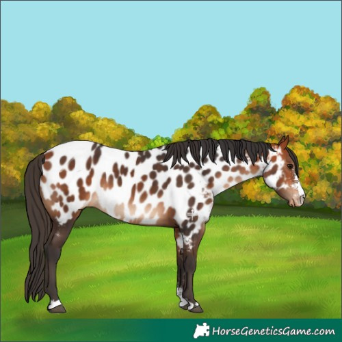 Horse Color:Bay Sabino Appaloosa