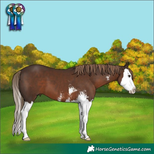 Horse Color:Liver Chestnut Sabino Splash