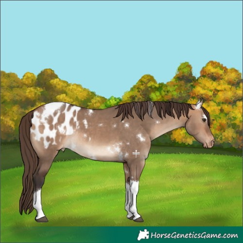 Horse Color:White Spotted Bay Dun Tobiano Appaloosa Rabicano