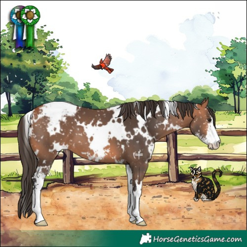 Horse Color:White Spotted Bay Sabino Appaloosa