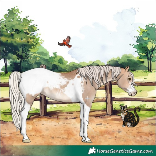 Horse Color:Silver Bay Dun Sabino Tobiano Appaloosa Rabicano 
