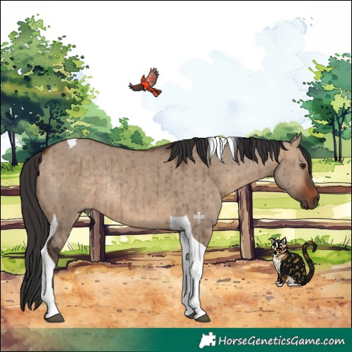 Horse Color:Bay Dun Tobiano Rabicano Brindle