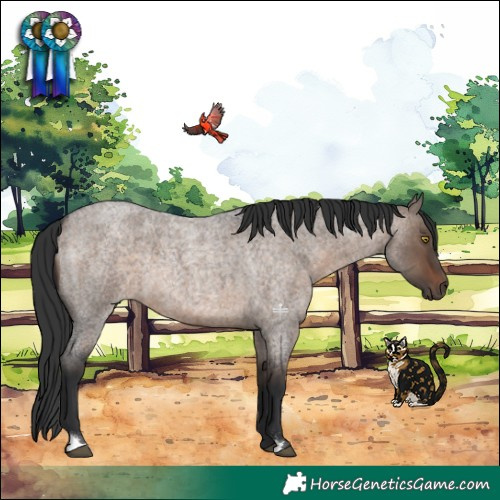 Horse Color:Brown Roan Dun
