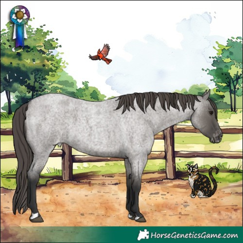 Horse Color:Grullo Roan Appaloosa 