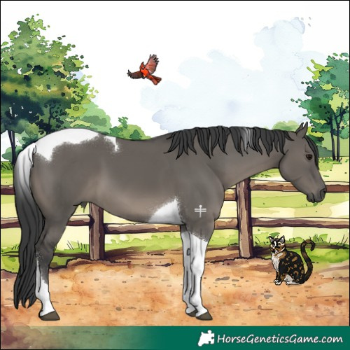 Horse Color:Grullo Tobiano